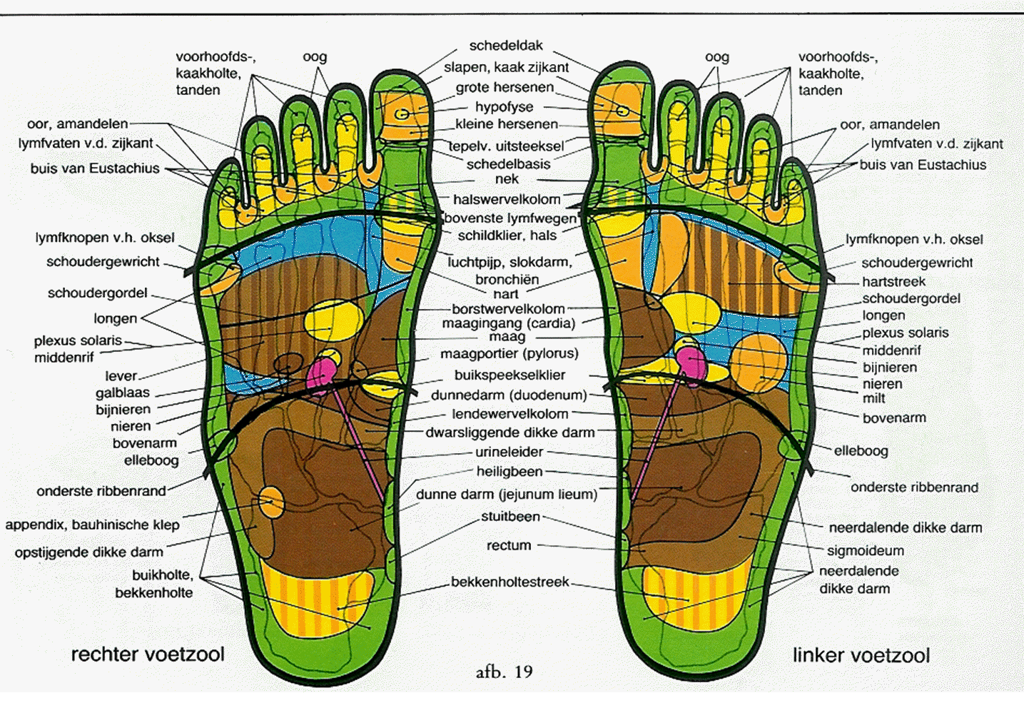 Vergoeding voetreflexologie